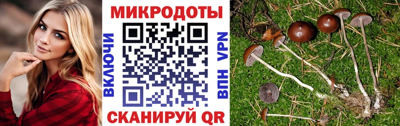Купить где  Короча  Псилоцибиновые грибы Psilocybine cubensis 